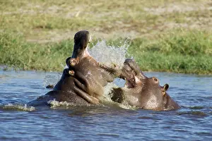 Hippopotamus - Fighting in a pool not far from
