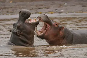 Confronation: Hippopotamus - Two fighting in water
