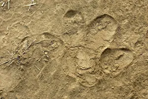 Pugmarks: Hippopotamus - footprint