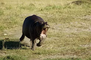 Charging: Hippopotamus - The furious hippo rushes towards