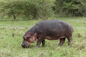 Riverside: Hippopotamus grazing away from riverside