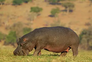 Hippopotamus: Hippopotamus - grazing bull in the evening light