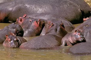 Dozing: Hippopotamus - group of adults and young dozing in river