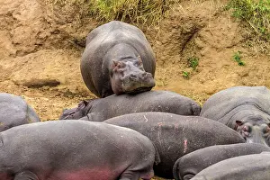 Hippopotami: Hippopotamus group of Hippos resting on the Mara river bank