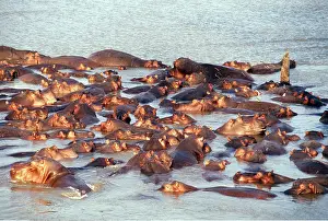 Cooling: HIPPOPOTAMUS - Group in water