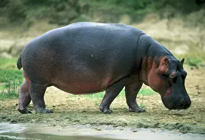 Elizabeth: Hippopotamus, (H. amphibius), Kazinga Channel