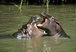 Mothering: Hippopotamus, (H. amphibius), mother & young