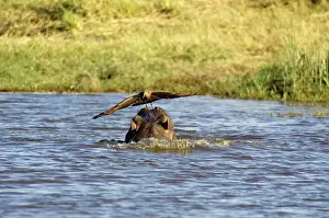 Hamerkop: Hippopotamus + Hamerkop (Scopus ) - The hamerkop