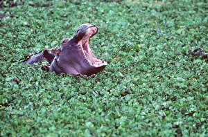 Hippos: HIPPOPOTAMUS - head emerging from Salvinia molesta, roaring