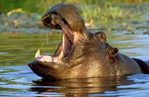 Ingrid Van Den Berg: HIPPOPOTAMUS - headshot, yawning, in the water