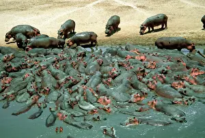 Mark Boulton: Hippopotamus herd crowded into pool at end of dry season