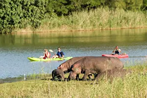 Safaris: Hippopotamus / Hippo