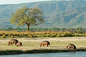 Produced: Hippopotamus / Hippo - emerging from Zambesis River