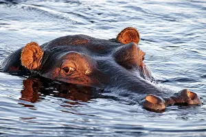Nostrils: Hippopotamus - Hippo with eyes, ears and nostrils