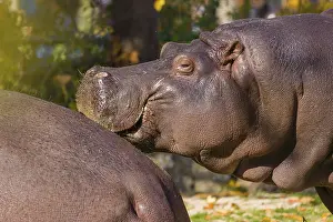Hippopotamus: Two hippopotamus or hippo (Hippopotamus amphibius)