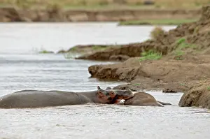 Investigating: Hippopotamus / Hippo - investigating carcase of
