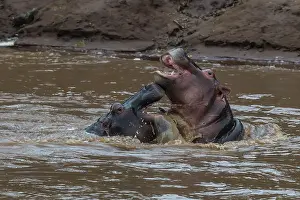 Rituals: Hippopotamus / Hippo mating foreplay Masai Mara