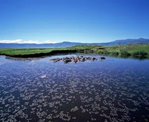 Alyssa Giustozzi: Hippopotamus - in Hippo pool