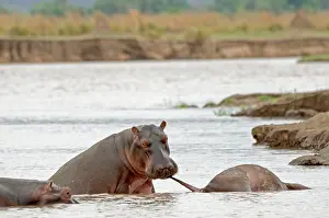 Investigating: Hippopotamus / Hippo - in river investigating carcase