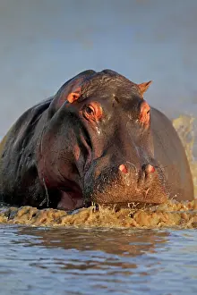 Hippopotamus: Hippopotamus (Hippopatamus amphibius), adult, in w