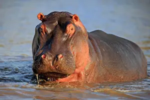 Hippopotamus: Hippopotamus (Hippopatamus amphibius), adult, in w