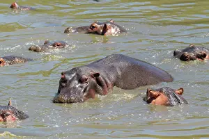 Hippopotamus: Hippopotamus (Hippopatamus amphibius), group in