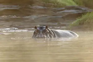 Hippopotamus: Hippopotamus (Hippopatamus amphibius), at sunrise