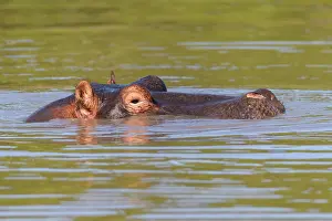 Hippopotamus: Hippopotamus (Hippopatamus amphibius), in water