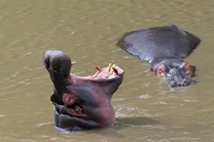 Hippopotamus: Hippopotamus, Hippopatamus amphibius, in water