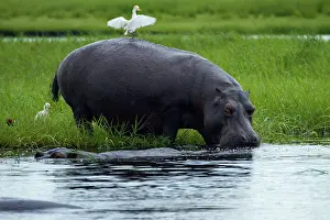 Kasane: Hippopotamus (Hippopotamus amphibius), and