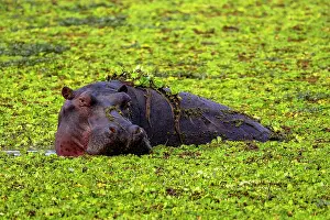 Hippopotamus: Hippopotamus (Hippopotamus amphibius), adult, swimming