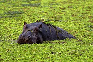 Hippopotamus: Hippopotamus (Hippopotamus amphibius), adult, swimming