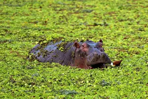 Hippopotamus: Hippopotamus (Hippopotamus amphibius), adult, swimming