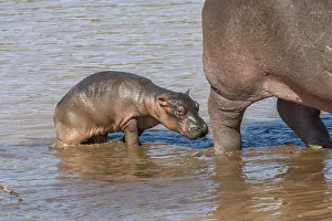Hippopotamus: Hippopotamus (Hippopotamus amphibius), Hippopotamus