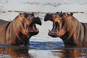 Delta: Hippopotamus (hippopotamus amphibius), Adult wit