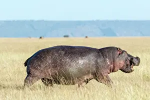 Agressive: Hippopotamus (Hippopotamus amphibius), agressive