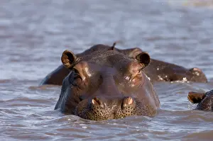 Kafue: Hippopotamus (Hippopotamus Amphibius), Busanga