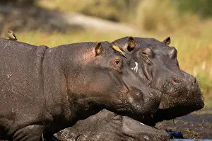 Kafue: Hippopotamus (Hippopotamus Amphibius), Busanga