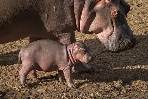 Rive: Hippopotamus (Hippopotamus amphibius), female and