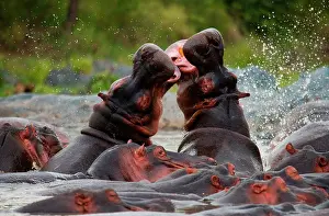 Confrontations: Two hippopotamus (Hippopotamus amphibius) are fi