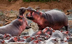 Confrontations: Two hippopotamus (Hippopotamus amphibius) are fi