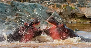 Confrontations: Two hippopotamus (Hippopotamus amphibius) are fi
