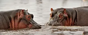 Manyara: Hippopotamus, Hippopotamus amphibius, Lake