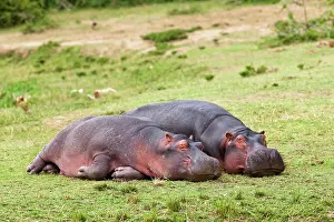 Nile: Hippopotamus (Hippopotamus amphibius) laying