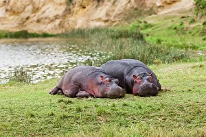 Nile: Hippopotamus (Hippopotamus amphibius) laying