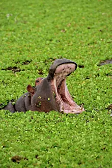 Masi: Hippopotamus, Hippopotamus amphibius, Masai