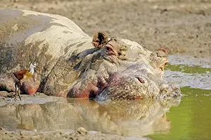 Luangwa: Hippopotamus (Hippopotamus amphibius), mud bath