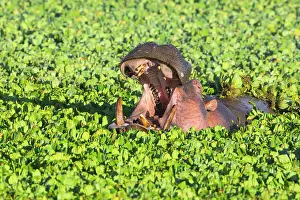 Hippopotamus: Hippopotamus (Hippopotamus amphibius) with open