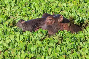 Hidden: Hippopotamus (Hippopotamus amphibius) in a pond
