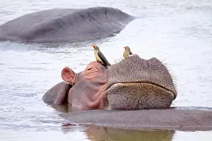 Relaxing: Hippopotamus (Hippopotamus amphibius) relaxing o